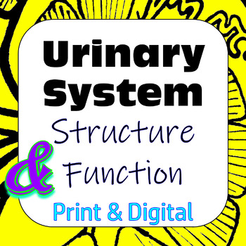 Preview of Excretory / Urinary System Structure Function Card Sort Print & Digital