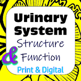 Excretory / Urinary System Structure Function Card Sort Pr