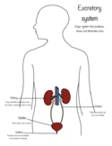 Excretory System Worksheet