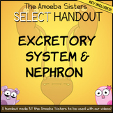 Excretory System and Nephron SELECT Recap and Answer Key b