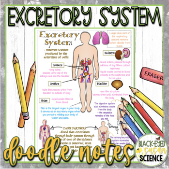 Preview of Excretory / Urinary System Doodle Notes & Quiz