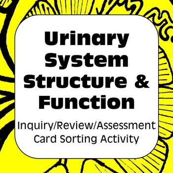 Preview of Excretory / Urinary System Structure Function Card Sort High School & AP Biology