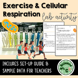 Exercise and Cellular Respiration Lab Activity