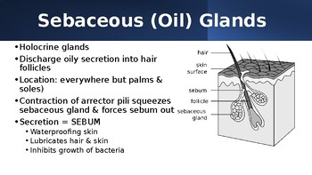 oil glands diagram