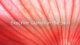 Exocrine Glands of Skin PowerPoint (integumentary system; 