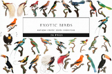 Exotic Birds Art, Tropical Avian Illustrations, Colorful Feathers