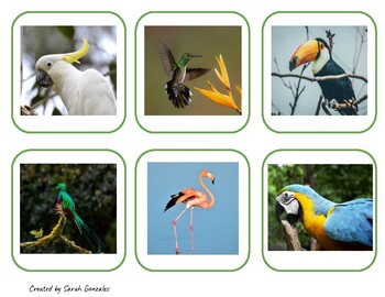 Details about   Montessori Material Exotic Birds & Matching Cards. 