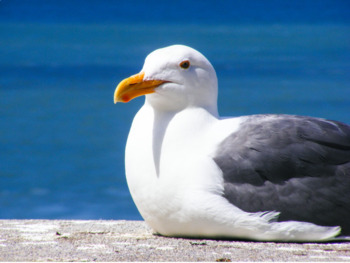 Preview of Explaining mindfuness: The Hungry Seagull