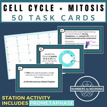 Preview of Explore Mitosis & the Cell Cycle with 50 Engaging Task Cards