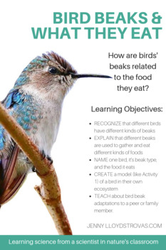 Preview of Exploring Bird Beak Adaptations - How are birds' beaks related to their diets?