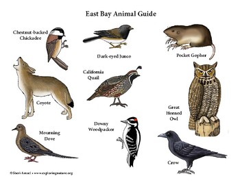 Preview of Exploring Nature East Bay Area California Animal Guide