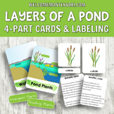 Exploring Pond Ecosystems: Engaging Pond Layers - Montesso