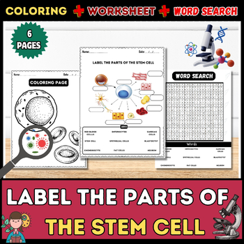 Preview of Exploring Stem Cell Anatomy: Word Search, Labeling, Worksheet, Coloring Pages