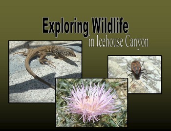 Preview of Nonfiction Book & PowerPoint - Exploring Wildlife in Icehouse Canyon