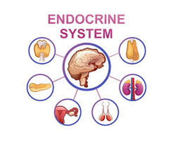 Preview of Exploring the Endocrine System