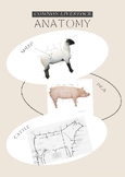 External Livestock Anatomy Labeling Worksheet