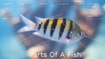 Preview of External parts of a fish