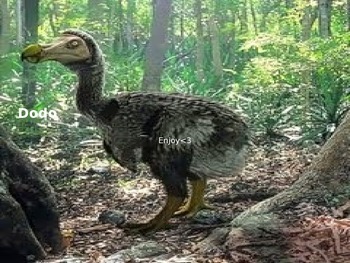 Preview of Extinct Dodo Bird - Power Point - Reviews Life history - facts - extinction