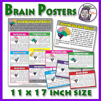 Preview of Human Brain: Extra Large Anatomy of the Brain Posters - 11" x 17"