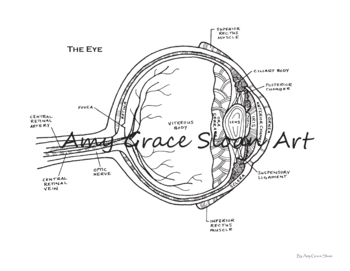 eye anatomy coloring page