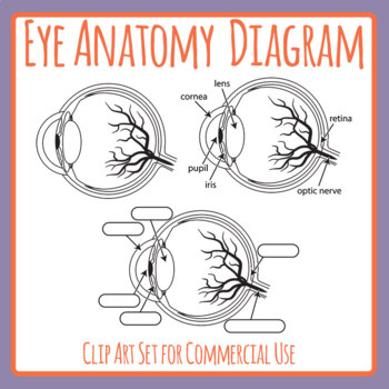 Preview of Eye Anatomy Diagram Human Organ Science / Biology Clip Art Set Commercial Use