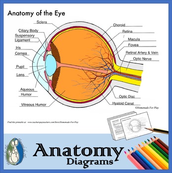 Preview of Anatomy of the Eye Diagrams for Coloring/Labeling, with Reference and Summary