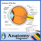 Anatomy of the Eye Diagrams for Coloring/Labeling, with Re