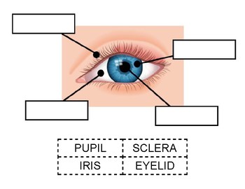 Preview of Eye Diagram Cut & Paste Worksheet