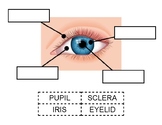 Eye Diagram Cut & Paste Worksheet