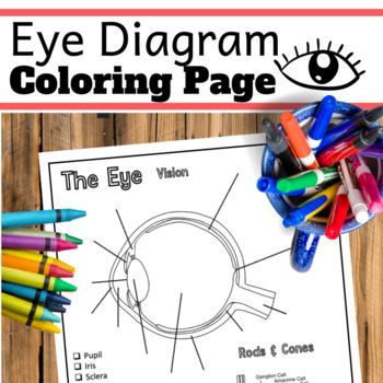 Preview of Eye Diagram.  Nervous System Coloring Pages.
