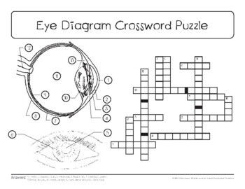 Eye Diagram Sketch Crossword Simple Crossword Puzzles Daily Crossword