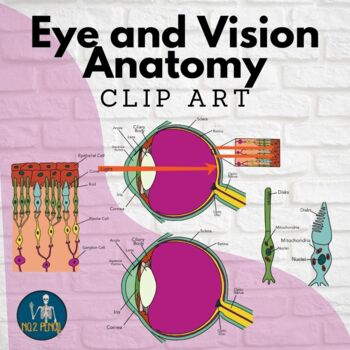 Preview of Eye and Vision Anatomy Clip Art