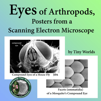 Preview of Arthropods SEM Images of Arthropod Eyes Printable Posters or Digital Viewing