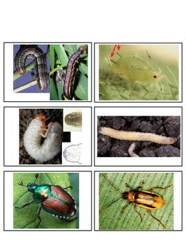 Preview of FFA Crops CDE Flashcards - Insects