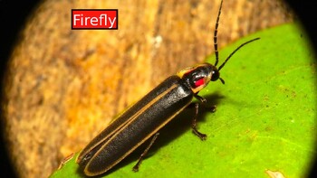 Preview of FIREFLY: Animated Keynote/PPT Presentation, Colorful Science