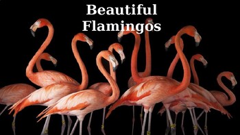 Preview of FLAMINGO PPT