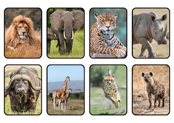 Preview of FLASHCARDS - Africa Wild Animals