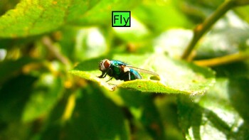 Preview of FLIES: Animated Keynote/PPT Presentation, Colorful Science
