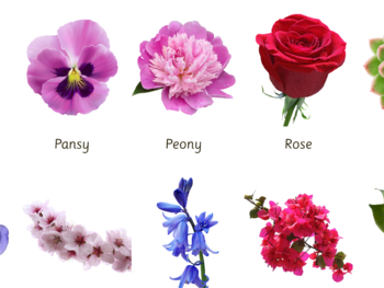 FLOWERS POSTER • Montessori Poster • Montessori Educational | TPT