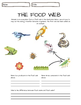 FOOD WEB/CHAIN Practice- 2 worksheets by Stokes' Scholars | TPT