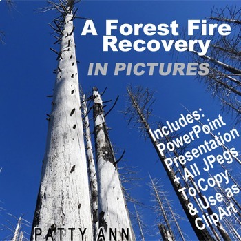 Preview of FOREST FIRE Environment Clip Art 35 Jpeg Images Photographs Project Presentation