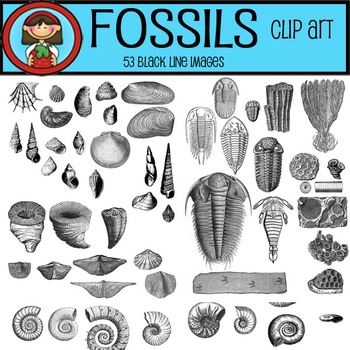 FOSSILS Clip Art by Strawberry Shake | Teachers Pay Teachers