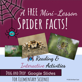 FREE All About Spiders | Halloween Reading and Google Slides