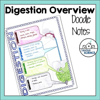 Preview of FREE Anatomy Doodle Notes - Main Functions of the Digestive System - Digestion