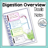 FREE Anatomy Doodle Notes - Main Functions of the Digestiv