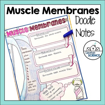 Preview of FREE Anatomy Doodle Notes - Muscle Membranes - Muscular System Doodle Notes