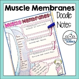 FREE Anatomy Doodle Notes - Muscle Membranes - Muscular Sy