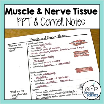 Preview of FREE Anatomy and Physiology PowerPoint & Cornell Notes - Muscle and Nerve Tissue