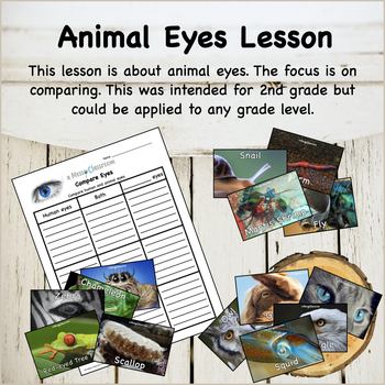 Preview of FREE Animal Eyes Biology and Anatomy Lesson
