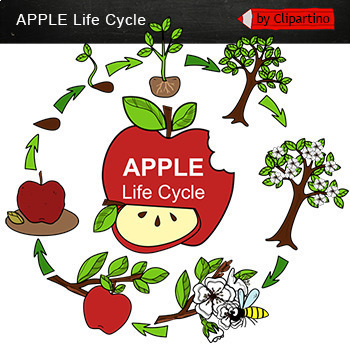 Preview of  Apple life cycle Free Clip Art commercial use/ Apple clipart freebies